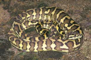 Carpet snake